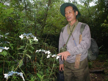 Cây thuốc quý có hoa 2 màu tuyệt đẹp mà các nhà dược học Việt Nam chưa biết đến, được ông Lâm đặt tên là Quỳnh Linh