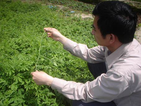 Ông Lâm là người phát hiện ra cây giảo cổ lam và chỉ dẫn cho các nhà nghiên cứu ở Việt Nam. Người Tây Tạng gọi cây này là giảo thiền kê.