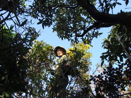 Thi thoảng ông Lâm lại trèo lên ngọn cây để tìm bầy khỉ